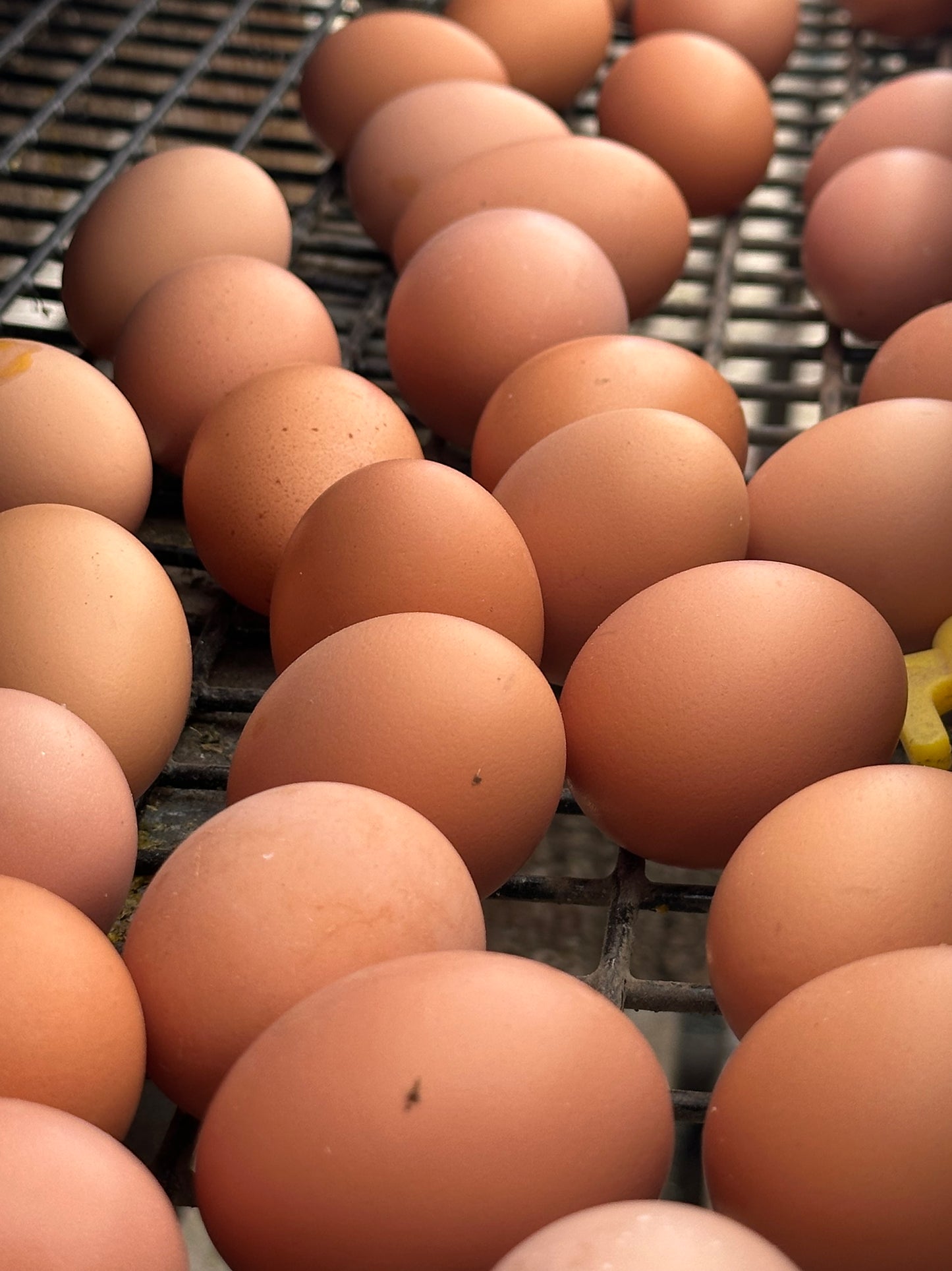 Pasture-Raised Eggs
